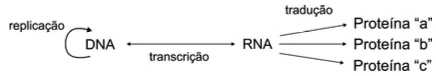 replicação de proteina um exercício do Enem 2009
