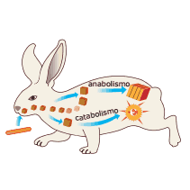 etapas do metabolismo animal de um coelho