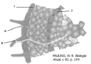 corte transversal de uma raiz, em estrutura primária