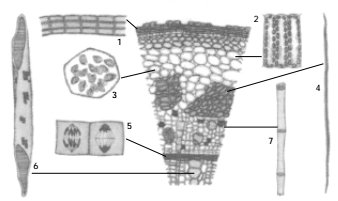esquema de estruturas internas de uma planta