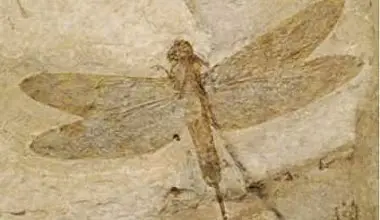 fóssil libelula