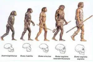 evolução hominídeos 