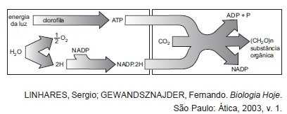 etapas do processo fotossintético