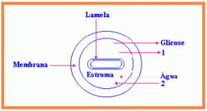 esquema de um cloroplasto