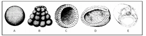 fases iniciais do desenvolvimento embrionário do anfioxo