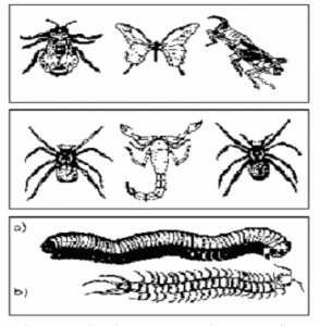 grupos de insetos, aracnídeos e miriápodes exercícios