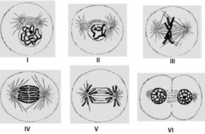 esquema representando células com 4 cromossomos, em diferentes fases do processo de divisão celular
