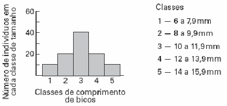gráfico da distribuição de freqüência de indivíduos em cada classe de comprimento de bicos