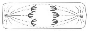 esquema processo de divisão de uma célula com 6 cromossomos
