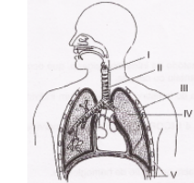 componentes envolvidos com a respiração humana