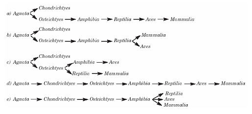 provável evolução das várias classes de vertebrados