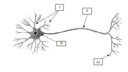 regiões de um neurônio Exercícios