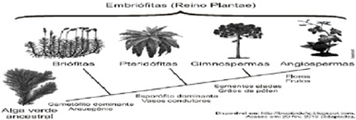 origem das plantas e o processo de evolução
