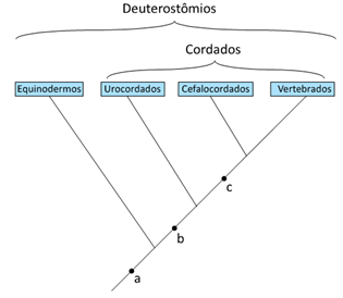 relações filogenéticas entre os equinodermos e os principais grupos de cordados