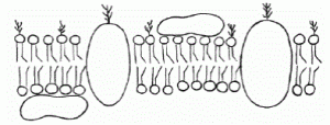 membrana plasmática de uma célula animal
