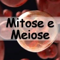 Simulado com as melhores atividades de genética sobre mitose e meiose para passar no enem