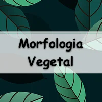 questões respondidas de botânica sobre Morfologia Vegetal