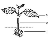 uma planta e seus orgãos vegetativos