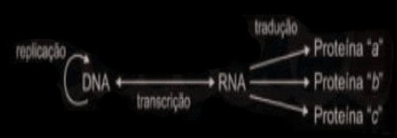 odelo de transmissão da informação genética nos sistemas biológicos