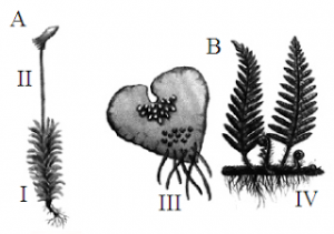 gerações do ciclo de vida de uma briófita e uma pteridófita