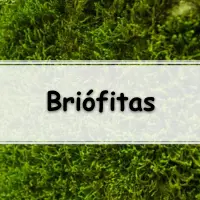 Lista de questões com gabarito de botânica sobre as Briófitas, para estudantes, professores e concurseiros