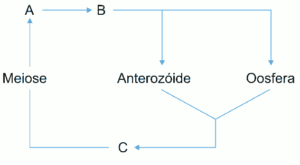 esquema simplificado que representa o ciclo de vida de uma briófita