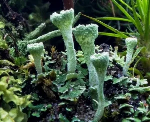 Briófitas plantas Hepáticas