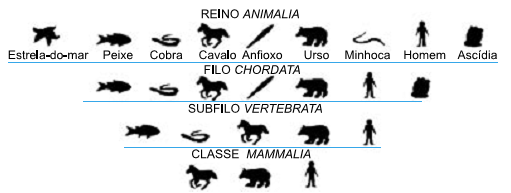 diagramas de taxonomico exercício