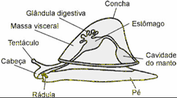 organização geral de um molusco gastrópode