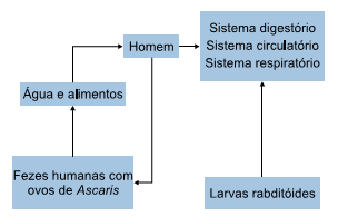 esquema do ciclo da ascaridíase