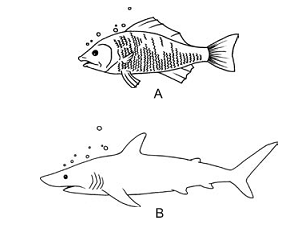 peixes ósseos e cartilaginosos 