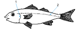 representação das estruturas de um peixe