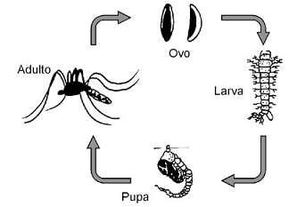 ciclo e desenvolvimento do mosquito Aedes aegypti