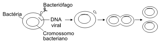 bacteriófago e seu ciclo