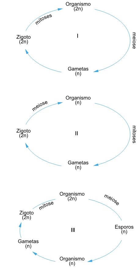 ciclo de vida e reprodutivo de alguns vegetais