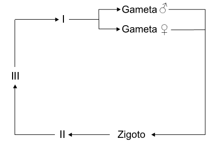 esquema de um ciclo reprodutivo de um vegetal