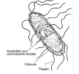 organismo unicelular