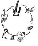 Esquema parcial do ciclo evolutivo de uma pteridófita terrestre