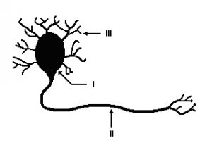 partes fundamentais do neurônio