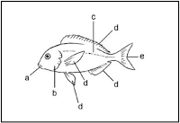 características dos peixes 