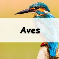 lista de exercícios sobre aves para passar no Enem e Vestibular