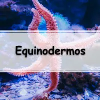 lista de atividades sobre Equinodermos com as respostas