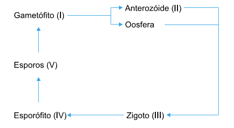 esquema do ciclo de vida de briófitas e pteridófitas
