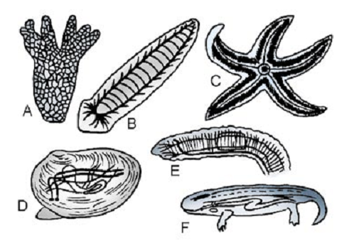 o Sistema Nervoso dos Invertebrados exemplos