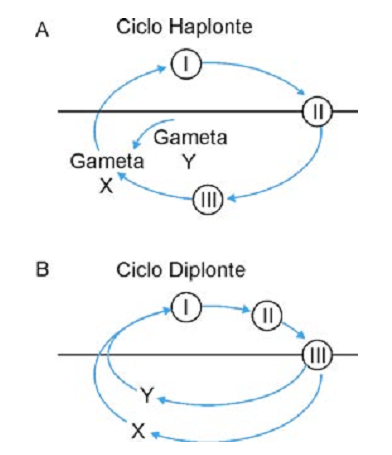 ciclo haplonte e ciclo diplonte