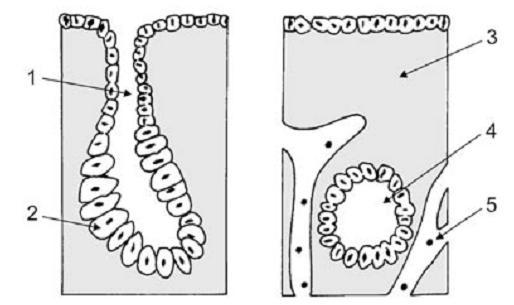 cortes transversais de glândulas de um indivíduo
