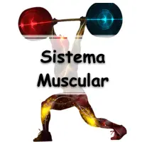 simulado sobre o Sistema Muscular com gabarito para passar no vestibular