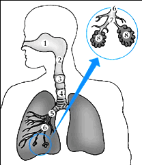 Sistema Respiratório Humano exercícios com gabarito