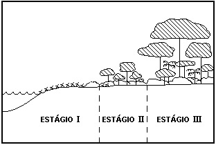 Sucessão Ecológica Simulado com Gabarito - Exercícios Web