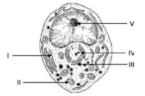 Célula Eucarionte e algumas organelas exercícios